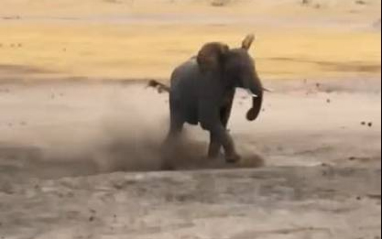 蜜獾牛脾氣死命衝撞大象！　結果被當足球一樣踢