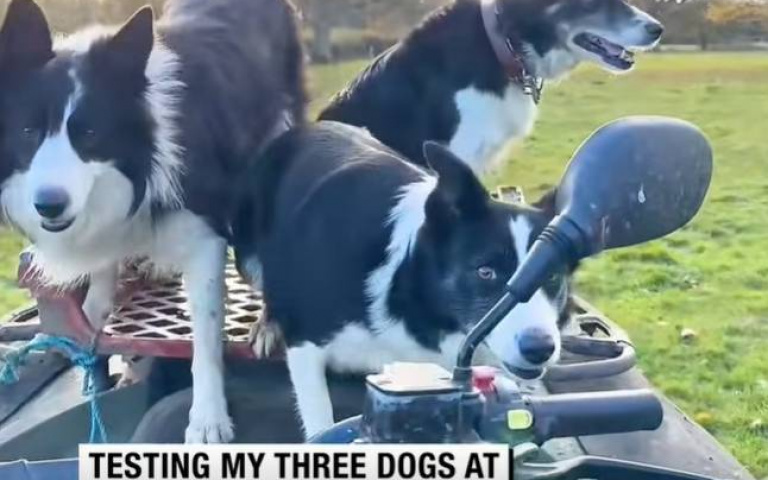 三隻邊牧等口令放電！　主人卻在耍人…搞笑反應曝光