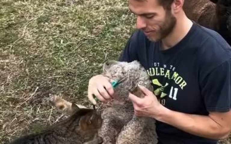 有購買修甲+按摩套票？　世界上最爽的羊在這裡