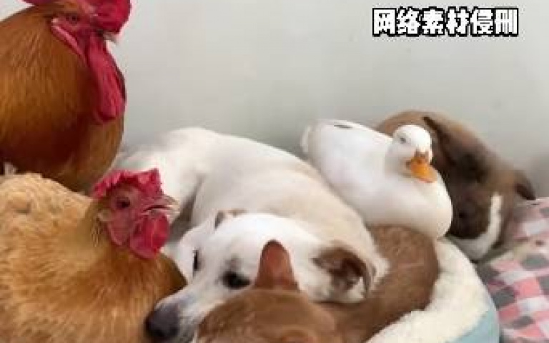 雞兔貓狗鴨互相扶持！　大貓生一窩小喵「雞媽幫忙帶」