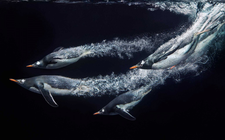 透過鏡頭帶你認識動物之美!英國攝影師Tim Flach~