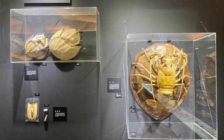 屏東海生館帶你走後門! 獨家揭密海龜照護、珊瑚復育祕密花園