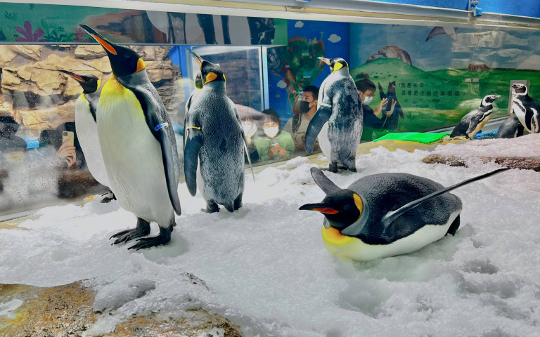 開學週！國王企鵝「嘟胖」新技能解鎖