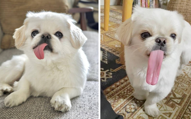 究竟是怎麼收的？還以為是P圖的「超長舌狗狗」飼主拍片證明舌頭是真的