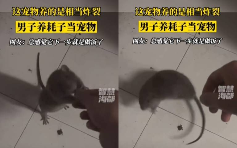 捕捉下水道大老鼠!居然訓練成寵物 聽懂人話還會特技