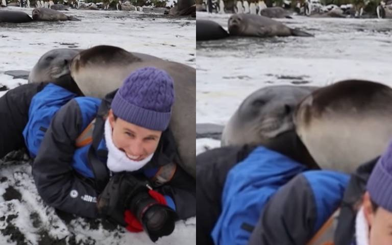 極地攝影卻遇到海獅　網看影片笑翻：攝影師被當枕頭了