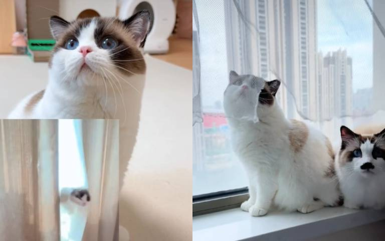 布偶貓家裡亂闖！撕爛窗簾沒悔意　帶弟弟一起造次