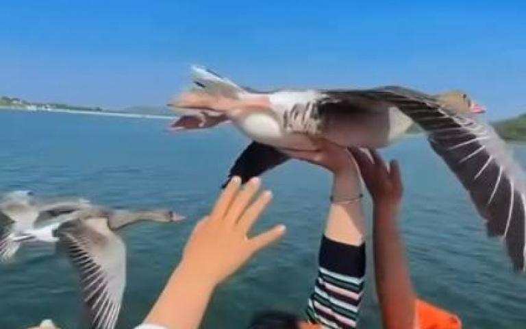 先讓我偷懶一下？　鴨子湖中翱翔「人類摸肚」給牠休息機會