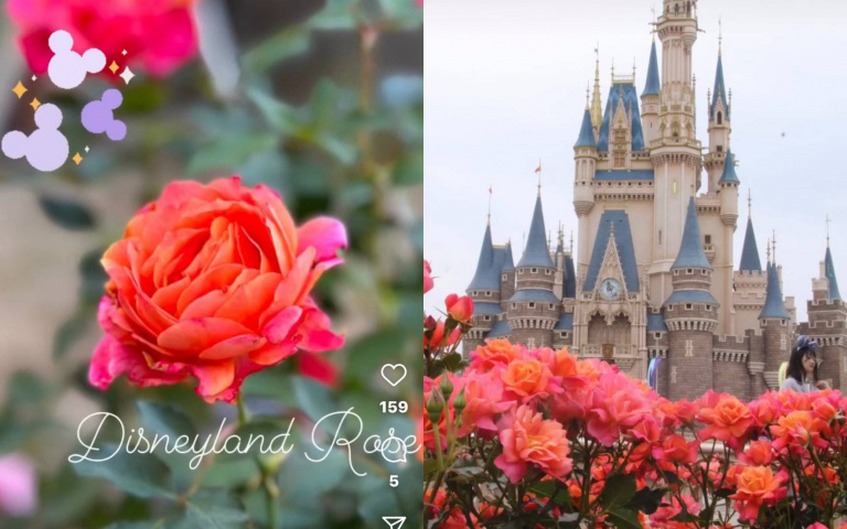 迪士尼樂園冷知識：你知道「迪士尼樂園玫瑰」嗎？這款專屬花種美到讓人驚嘆！
