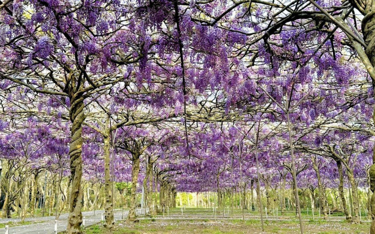 極限14天美景！全台最大紫藤花園盛開中　浪漫仙境倒數計時錯過又要等明年