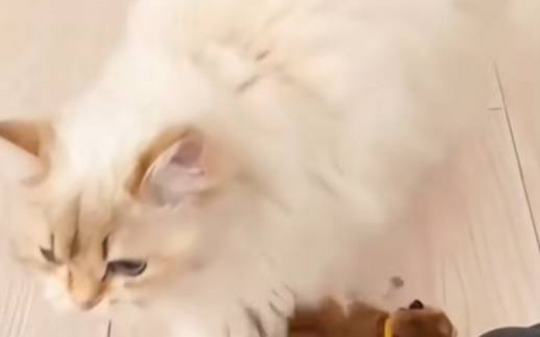 叼著貓孩散步…嘴鬆後就跑了不理！　貓咪費解行為大集合