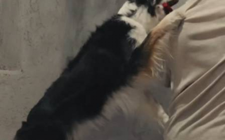 要邊牧遞鎚子給自己！　主人無奈：不是要你跟我擊掌