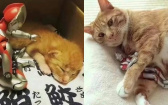 一轉眼就長大了！鹹蛋超人從小陪貓咪長大，如今竟變「迷你小跟班」這反差萌畫面太可愛！