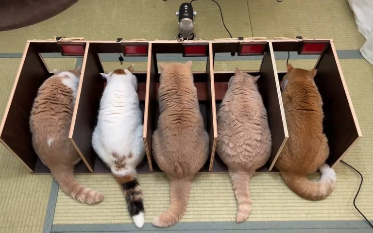 貓貓式一蘭拉麵！為防主們子吃飯搶食　飼主研發新對策