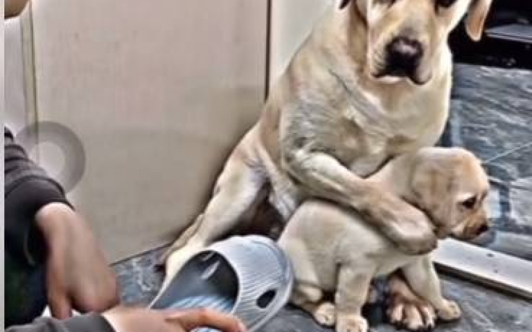 小狗狗闖禍了！主人拿拖鞋作勢教訓　媽媽舉手肉身抵擋