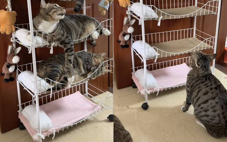 這個床太酷了！每隻貓咪都有自己的枕頭和床位！