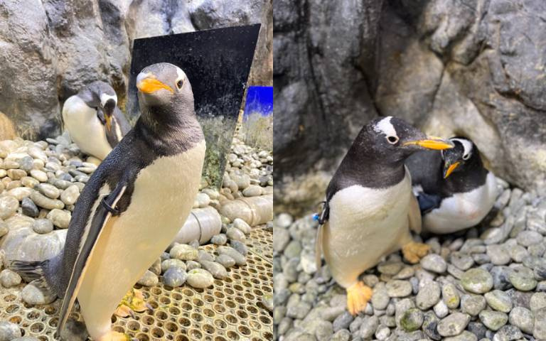 寵物實境秀？單身阿鵝追愛、脫單過程全紀錄！