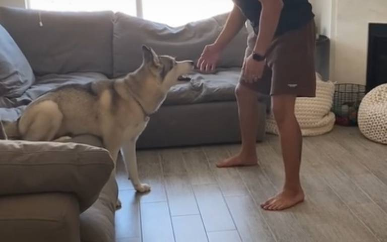 站著不動戲耍二哈！主人自己先腿軟　牠激動狂跳