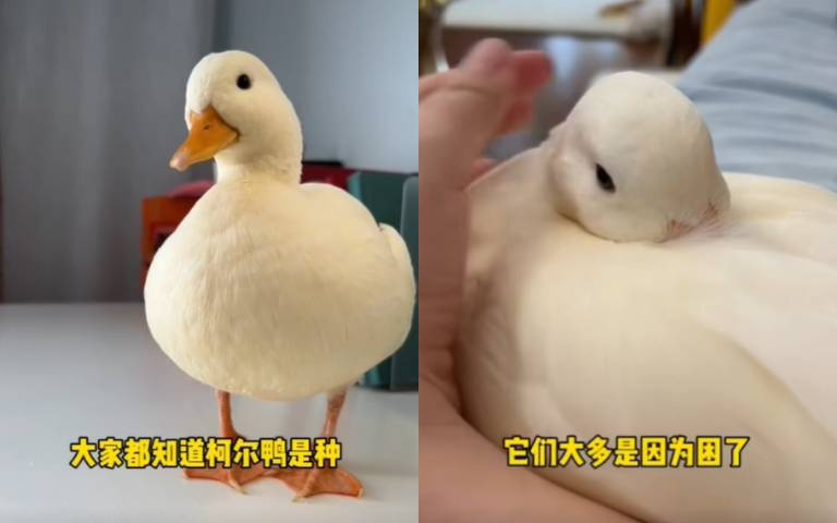 柯爾鴨好可愛!飼主分享牠的三種黏 輕度黏最迷人
