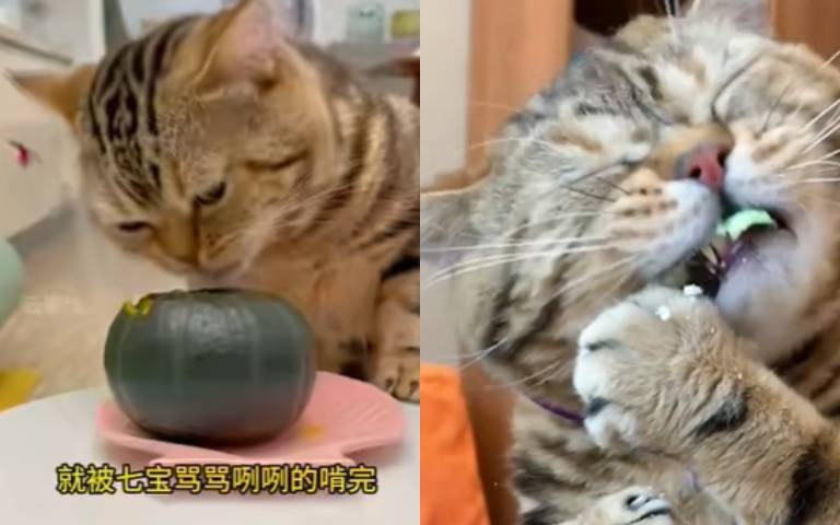 可愛小貓幹起飯來像豺狼! 主人食物一上桌牠老兄就來搶劫