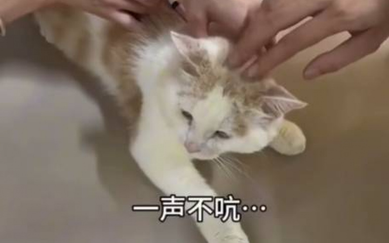 洪災後收養受傷的野貓 結果超會撒嬌「全網心融化」