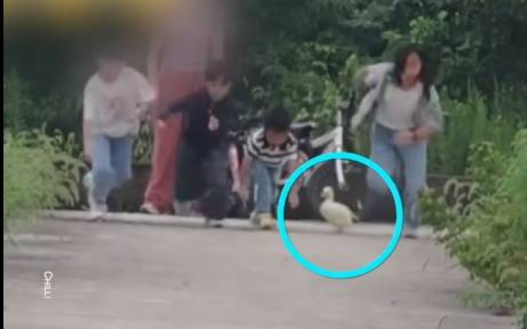 和人類賽跑激起勝負慾　鴨子跑一跑竟然飛起來了