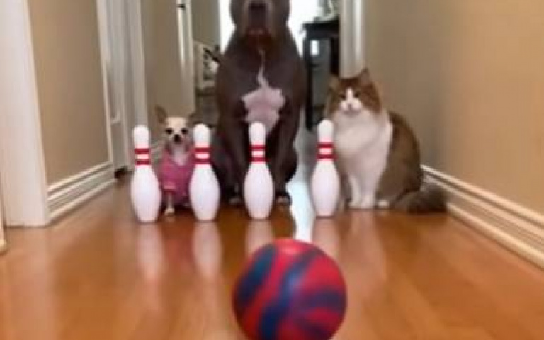和主人一起玩保齡球！　貓狗出招合力上演漂亮的全倒