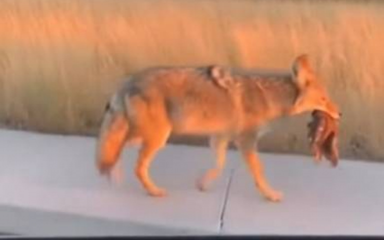 郊狼帶晚餐回家！男子這行為「牠嚇到瘋」　到手的佳餚當場飛了