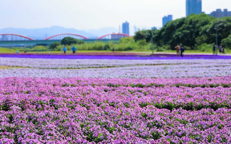 最美「紫爆」來襲!河濱13萬盆粉紫漸層花海 浪漫迎接春天