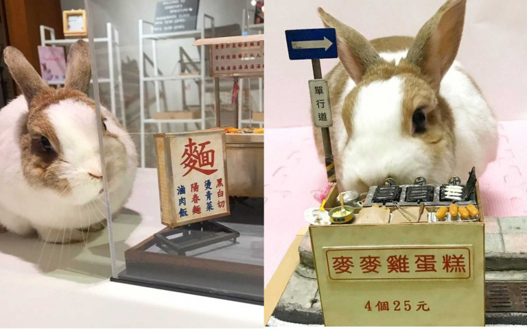 從陽春麵賣到刮刮樂!全台最多金的「兔老闆」就是牠,外加獨門絕活「走到哪吃到哪」!