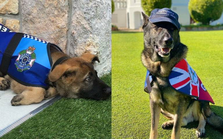 太親人遭開除!汪星人當不成警犬化身「迎賓犬」,官路開外掛成「狗界之光」!