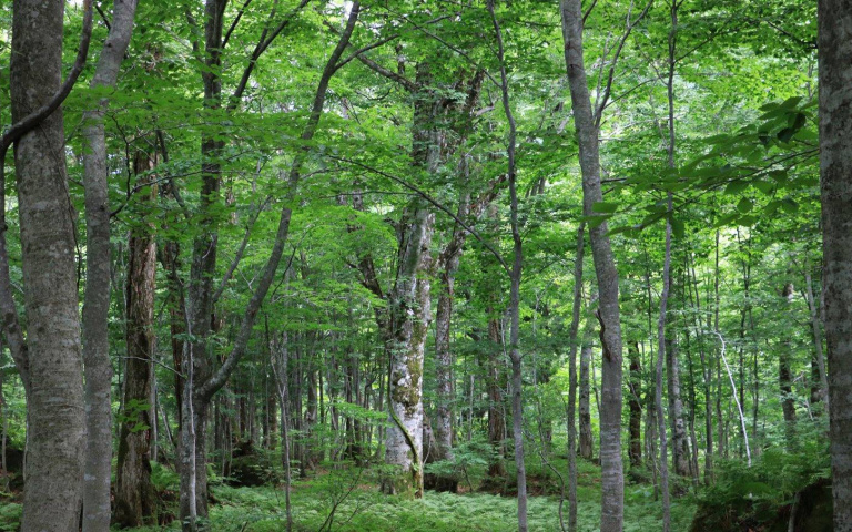 世界森林日 走進日本白神山地   一探「橅木」山毛櫸林守護的魔法森林！