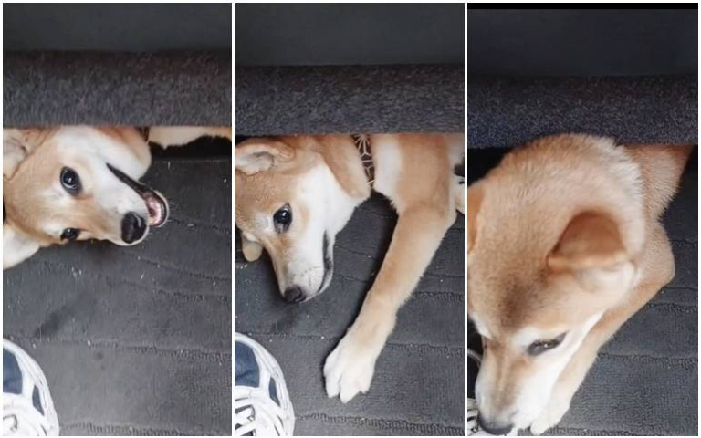 太萌了吧!超Q柴犬鑽出車椅,困惑探頭的畫面,真的好療癒