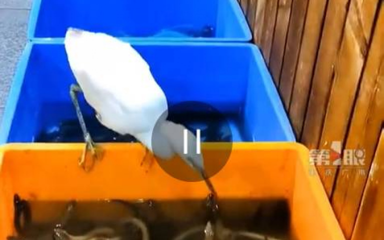 白鷺鷥闖入餐廳大啖「自助餐」！老闆讓牠隨便吃　最後竟報警趕走