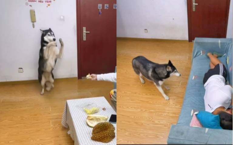 狗狗愛吃榴槤嗎？牠的反應告訴你一切！
