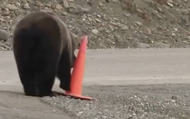 交通安全小尖兵！棕熊散步過程扶起倒地交通錐　擺正放好畫面曝光震驚千萬網友