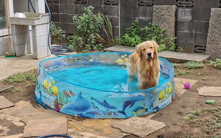 這個表情想傳達什麼？黃金獵犬一動也不動　站在泳池中一個小時