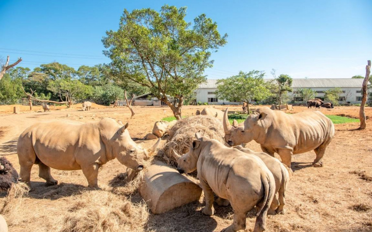 連假出遊首選！暢玩六福村通通學童價，「動物園自駕遊」夢回80年代！