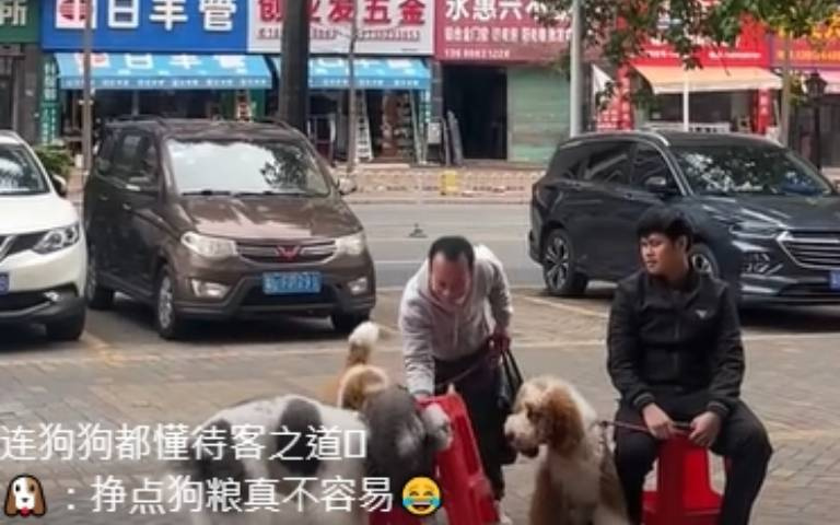 巨貴太聰明啦！　被安排當餐廳接待「盡忠職守」全網嗨翻