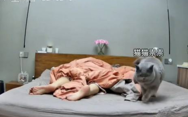 跪求被貓殺掉的機率! 監視器在床尾畫面全捕捉