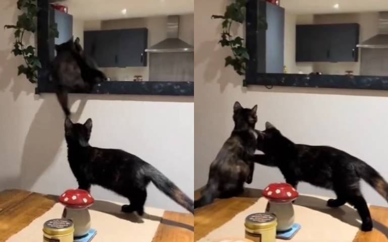 就說聽前輩的話了！　黑貓執意躍牆…飛起後撞牆墜地