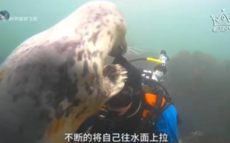 小海豹與動物攝影師的邂逅!牠叼企鵝報恩 網友全歪樓