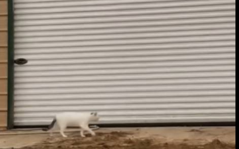 日本整人節目動物版? 貓咪路過見到群起飛禽嚇到爛