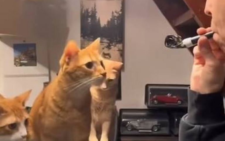 三隻貓咪盯著女主人目不轉睛　下秒被「兒時童玩」嚇到竄逃