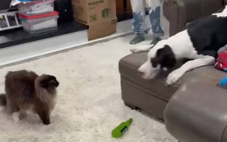 大丹狗卻不大膽！　挑釁貓咪「對方一個動作」牠嚇到連滾帶爬