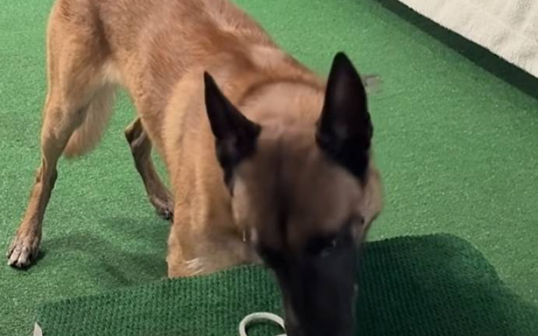 神犬Monkey又炫技了！　以為在玩、實際上在打繩結