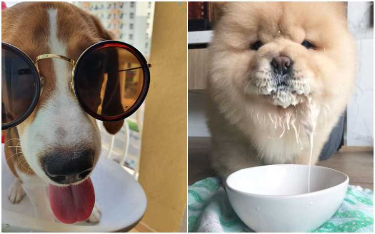 牠不笨,牠是我朋友!世界最笨的5種狗,來看你家的狗狗有沒有上榜!