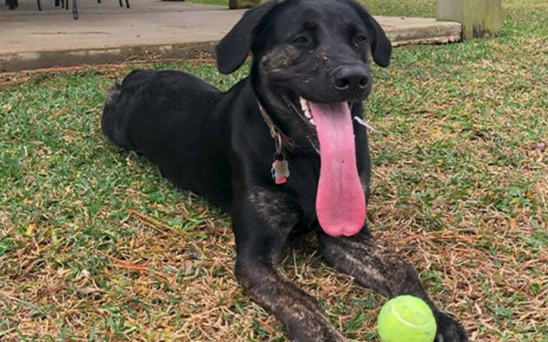 美國狗狗燦笑拍照　靠一長處刷新金氏世界紀錄