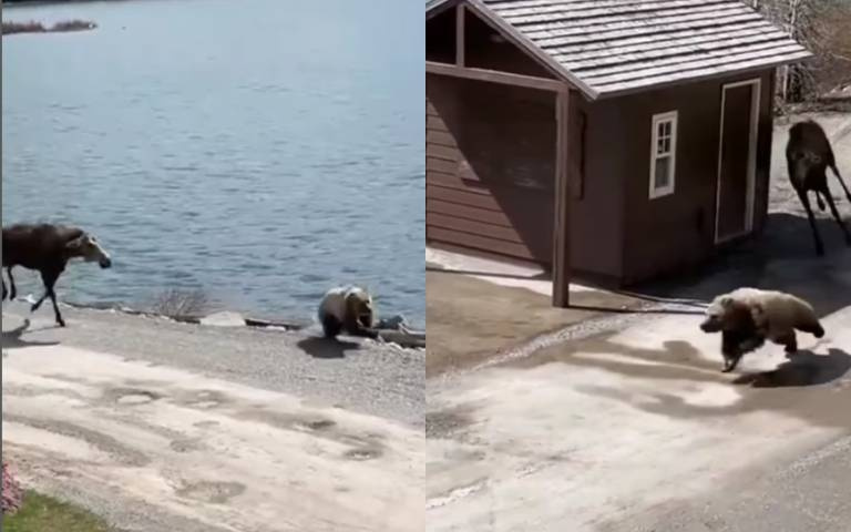 棕熊瘋狂逃竄！鹿中之霸「拔腿追殺」影片曝…牠靠機智逃過一劫