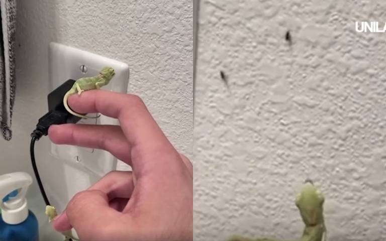 滅果蠅新招！小變色龍效率超高　捕蠅技巧高超神準